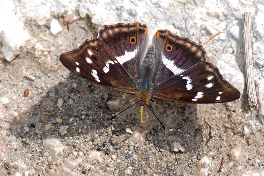 Apatura iris  delle Prealpi Vicentine